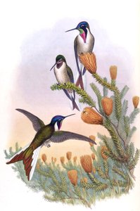 オレオニンファランク 作： John Gould